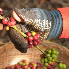 Afriknow: La filiere cafe en Afrique – son impact sur l’economie et l’environnement